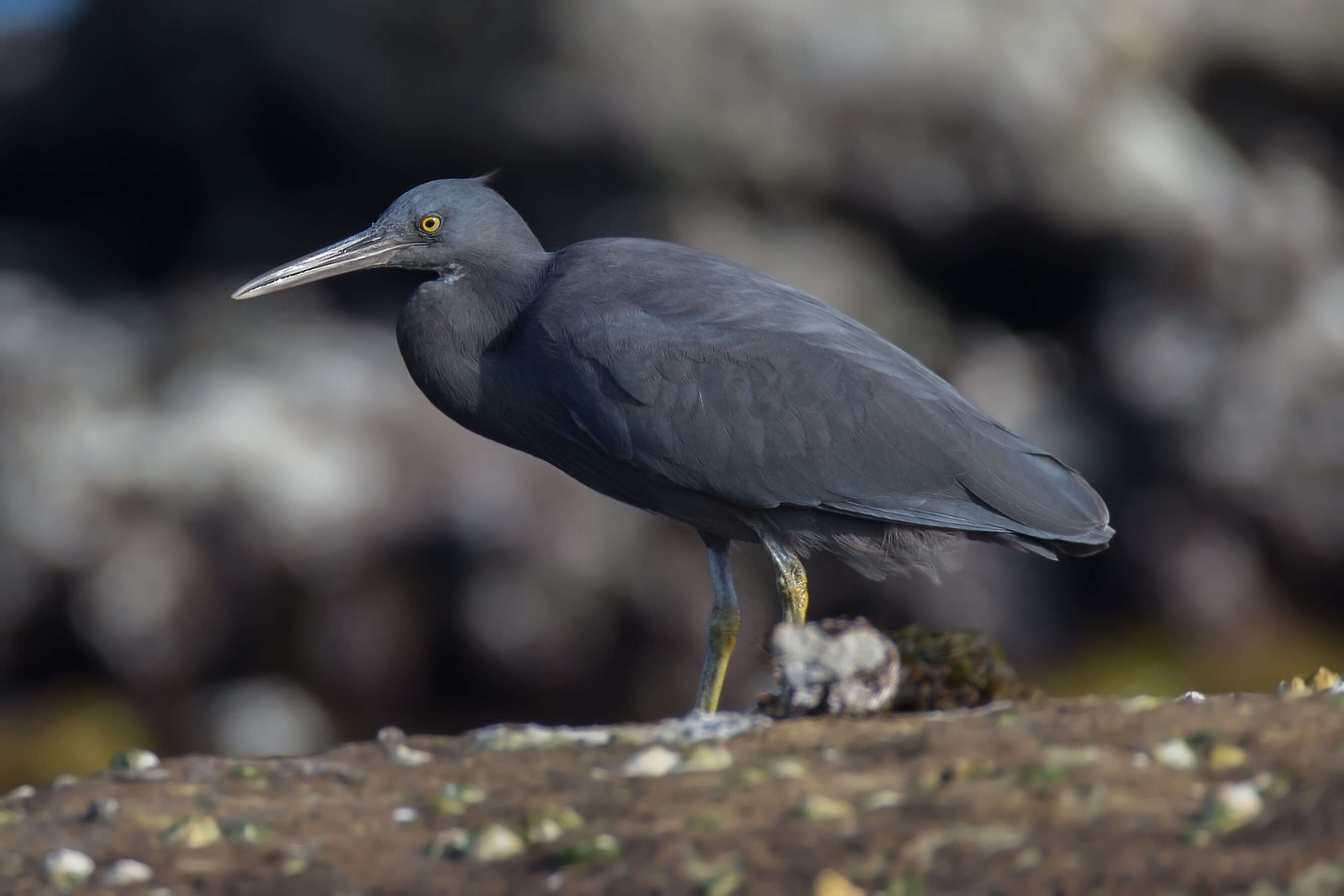 Image de Aigrette sacrée