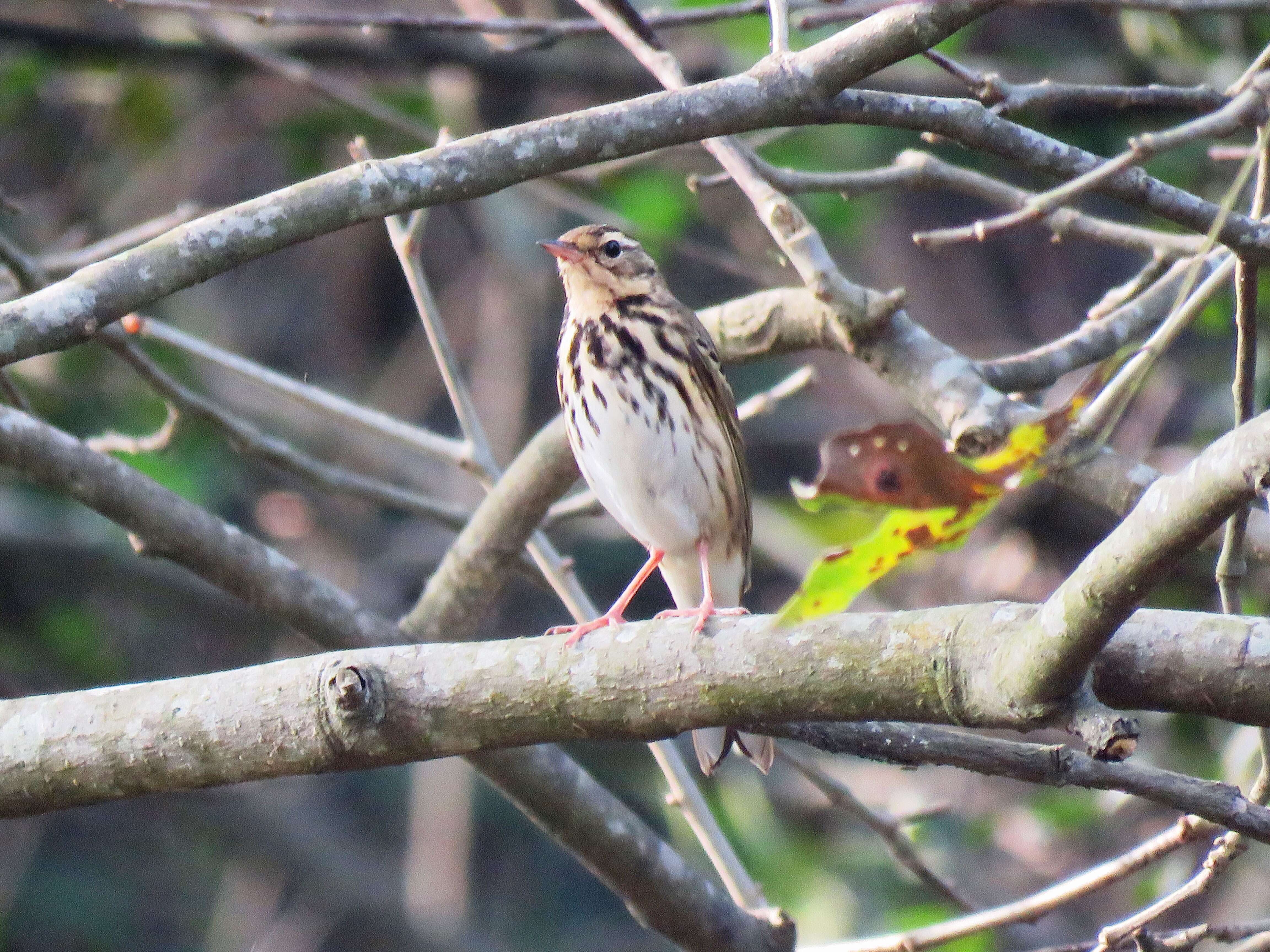 Image of Tree Pipit