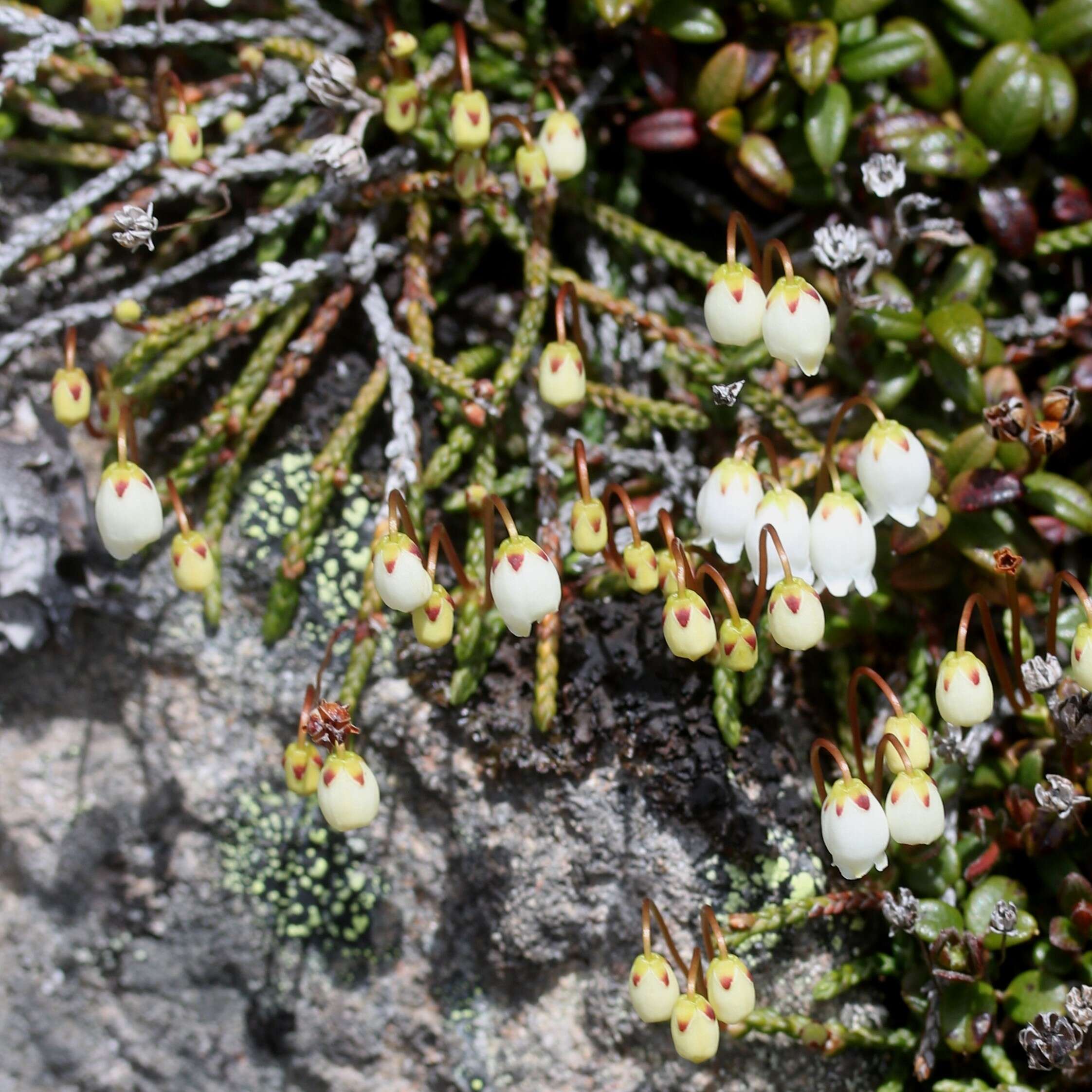 Image of clubmoss cassiope