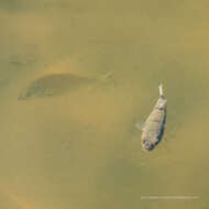 Image of Common Toadfish