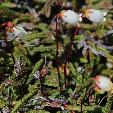 Image of clubmoss cassiope