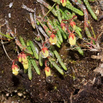 Image of clubmoss cassiope