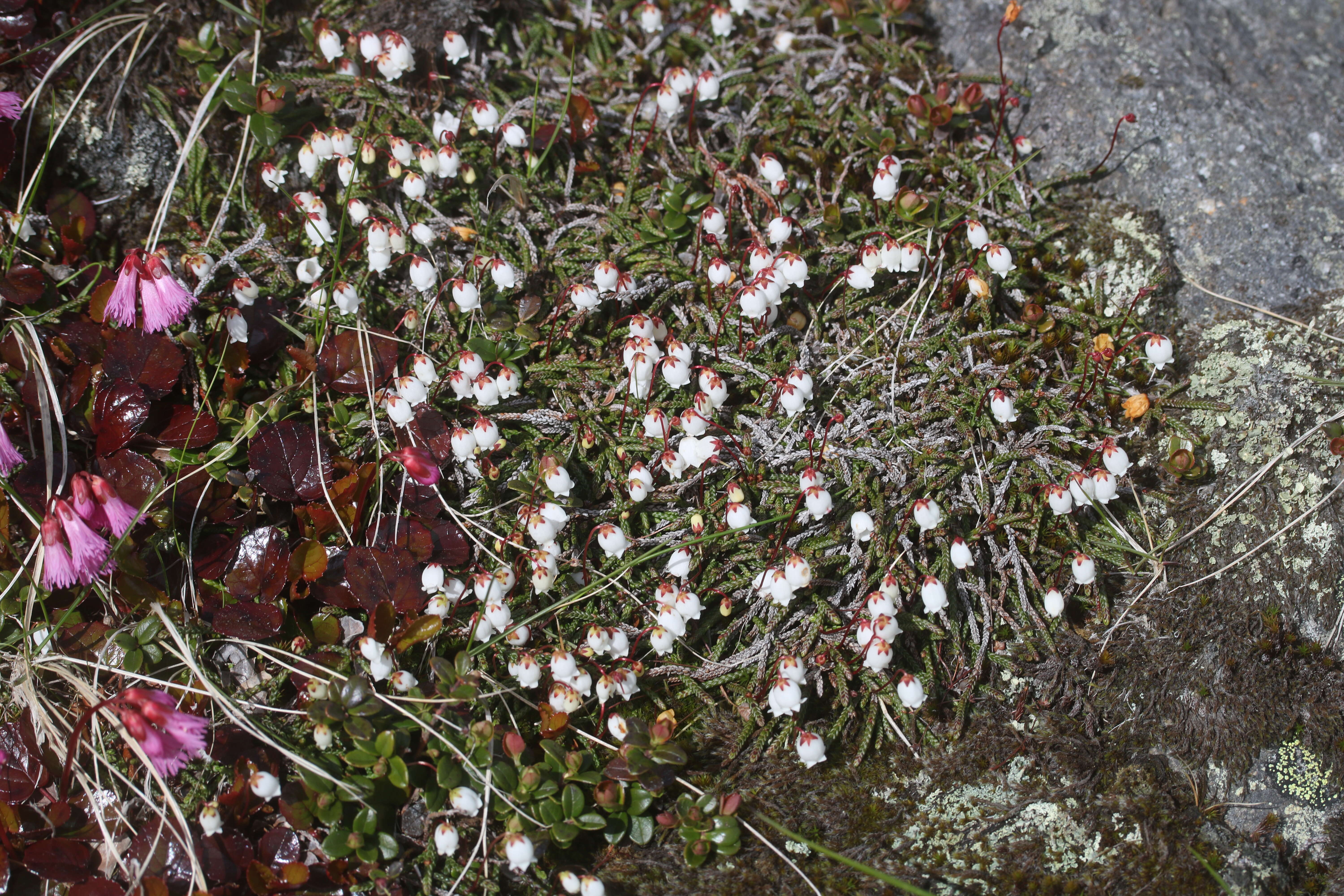 Image of clubmoss cassiope