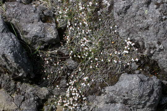 Image of clubmoss cassiope