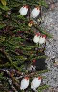 Image of clubmoss cassiope