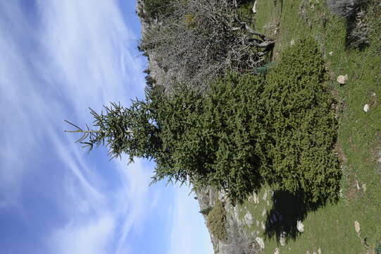 Image of Spanish Fir