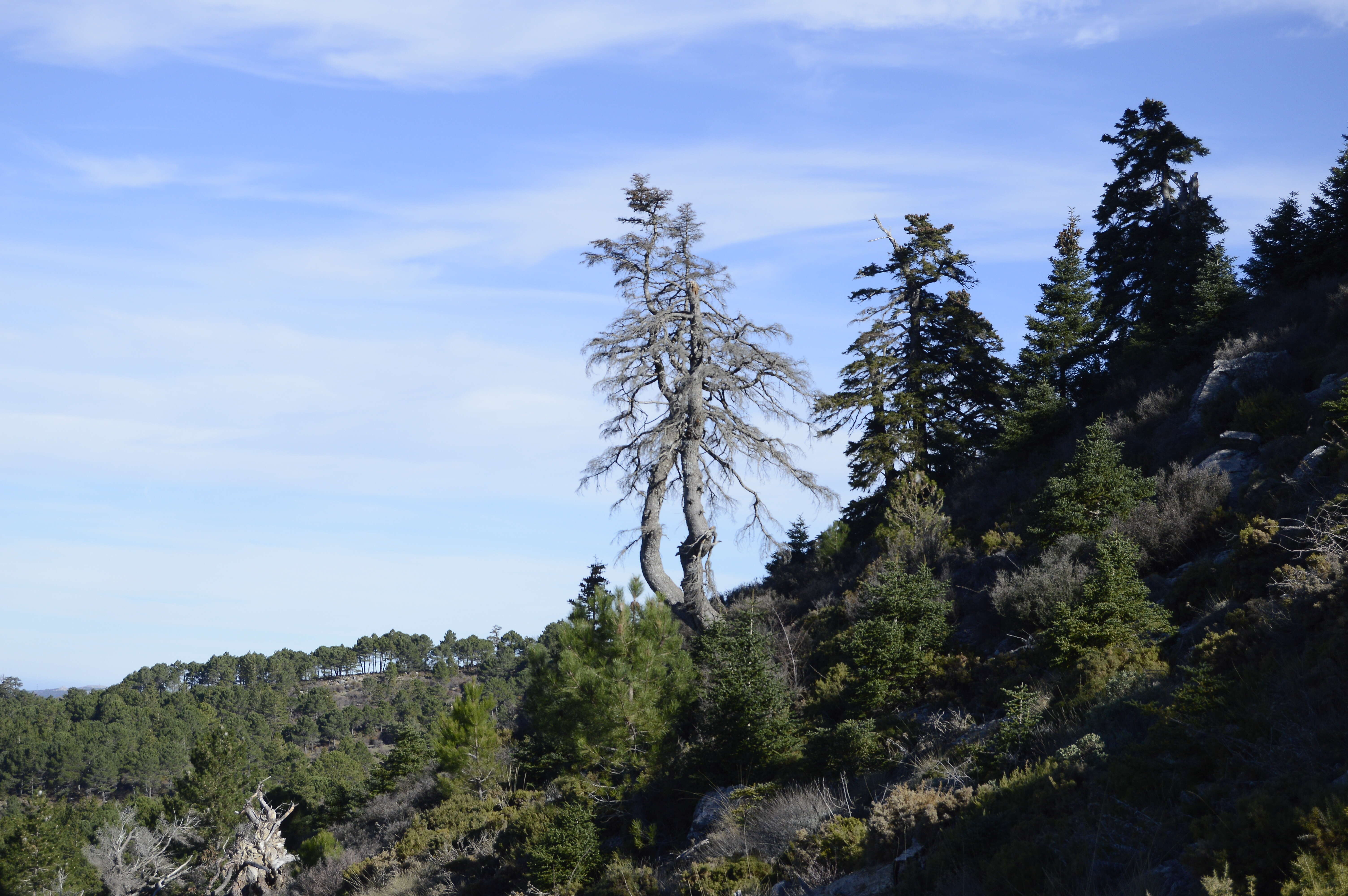 Image of Spanish Fir