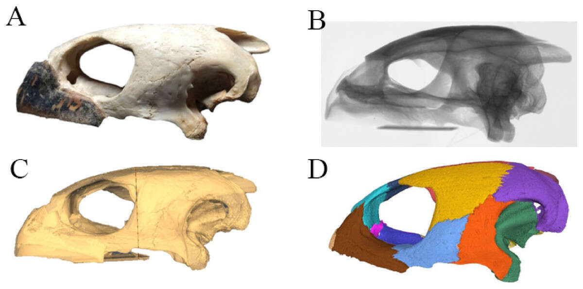 Image of Eretmochelys