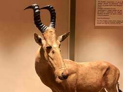 Image of Lelwel Hartebeest