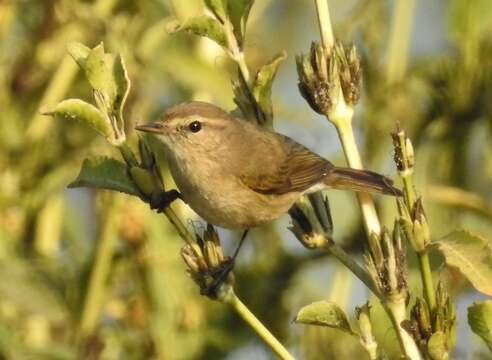 Image of Siberian Chiffchaff