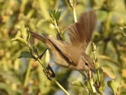 Image of Siberian Chiffchaff