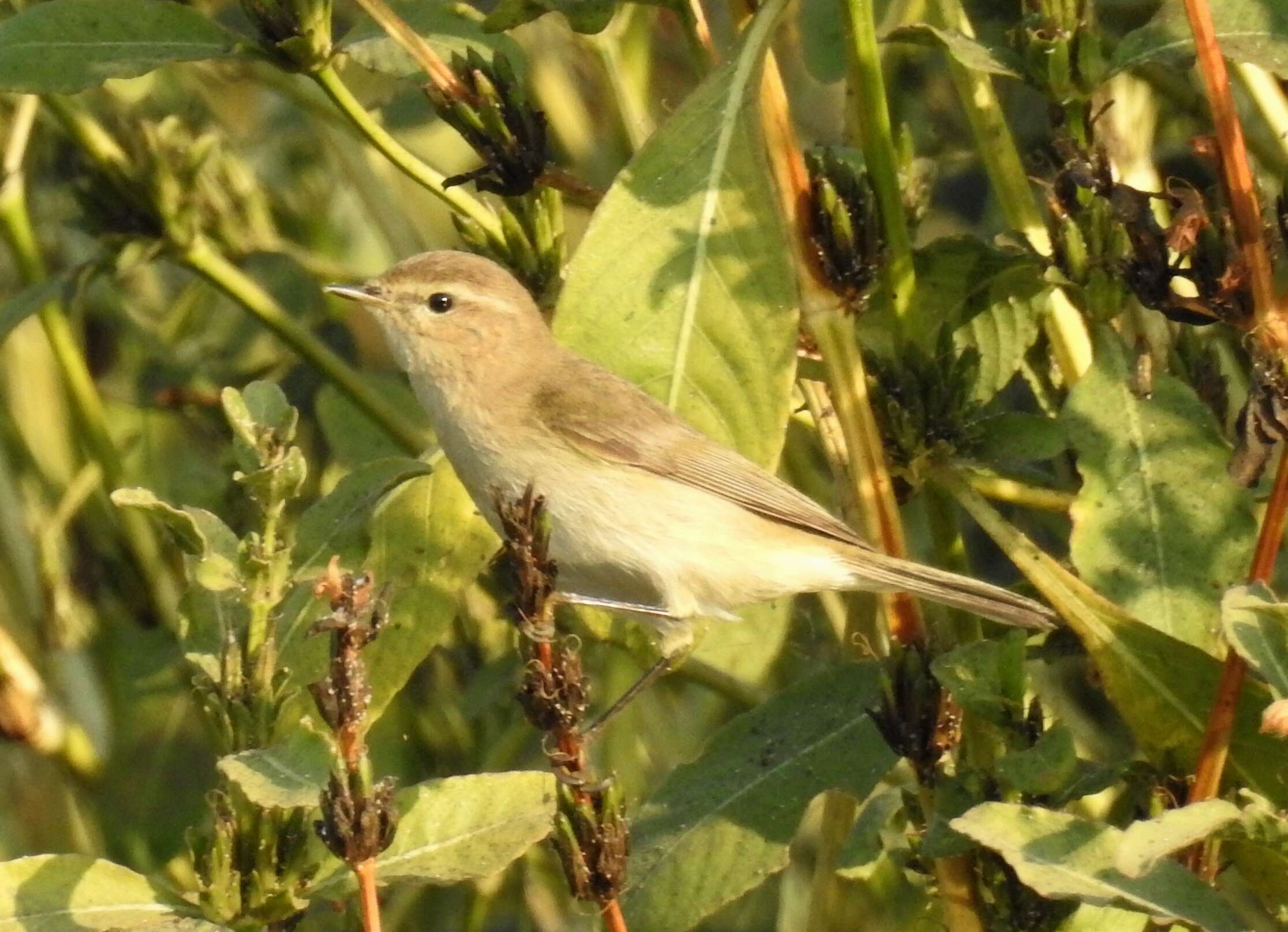 Image of Siberian Chiffchaff