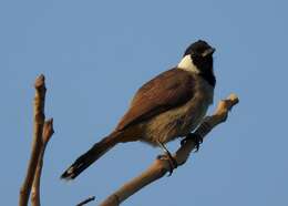 Image of White-eared Bulbul