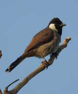 Image of White-eared Bulbul