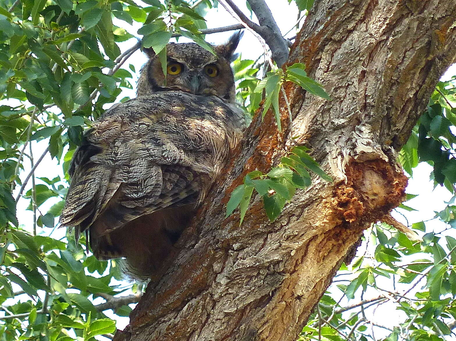 Image of Great Horned Owl