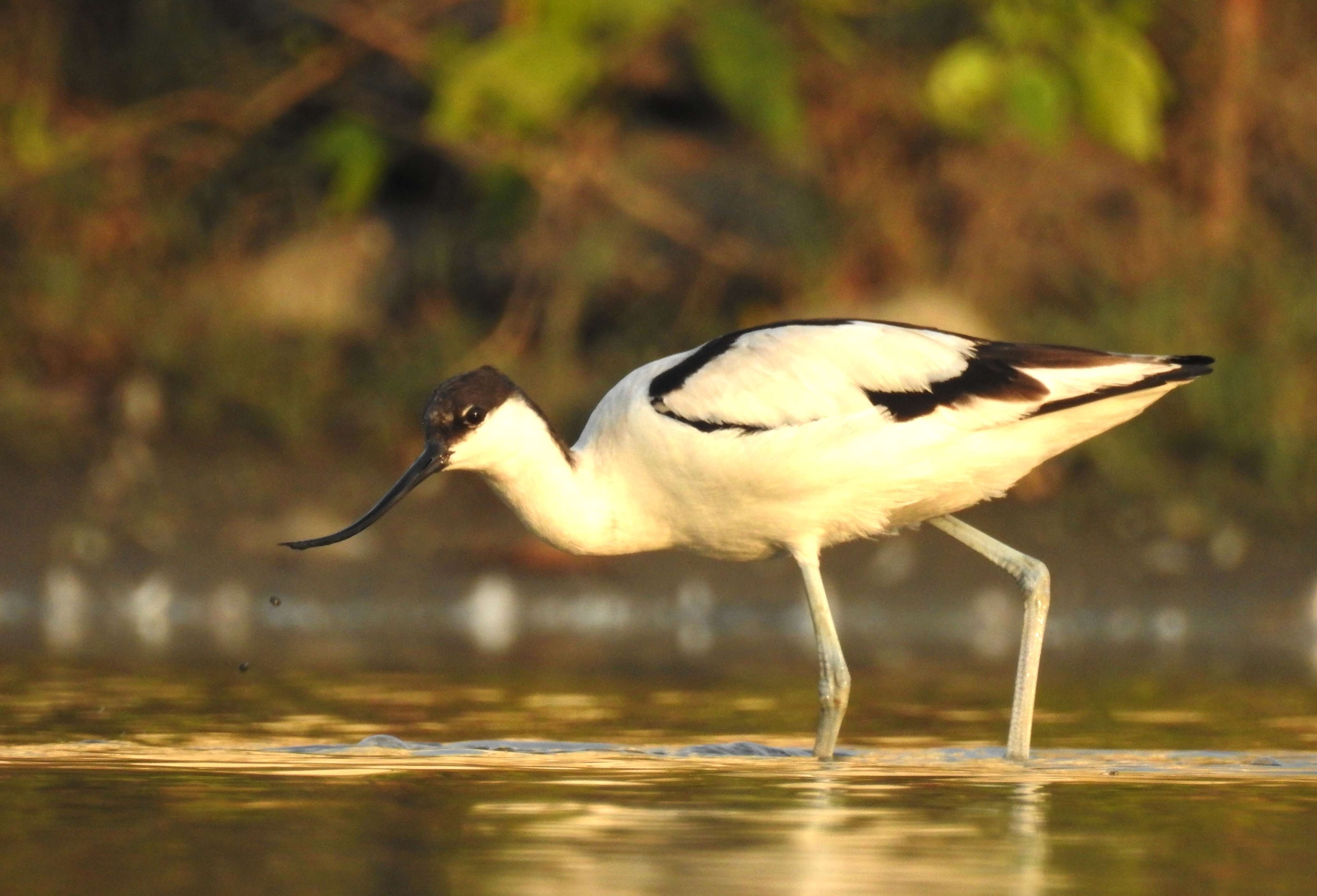 Image of avocet, pied avocet