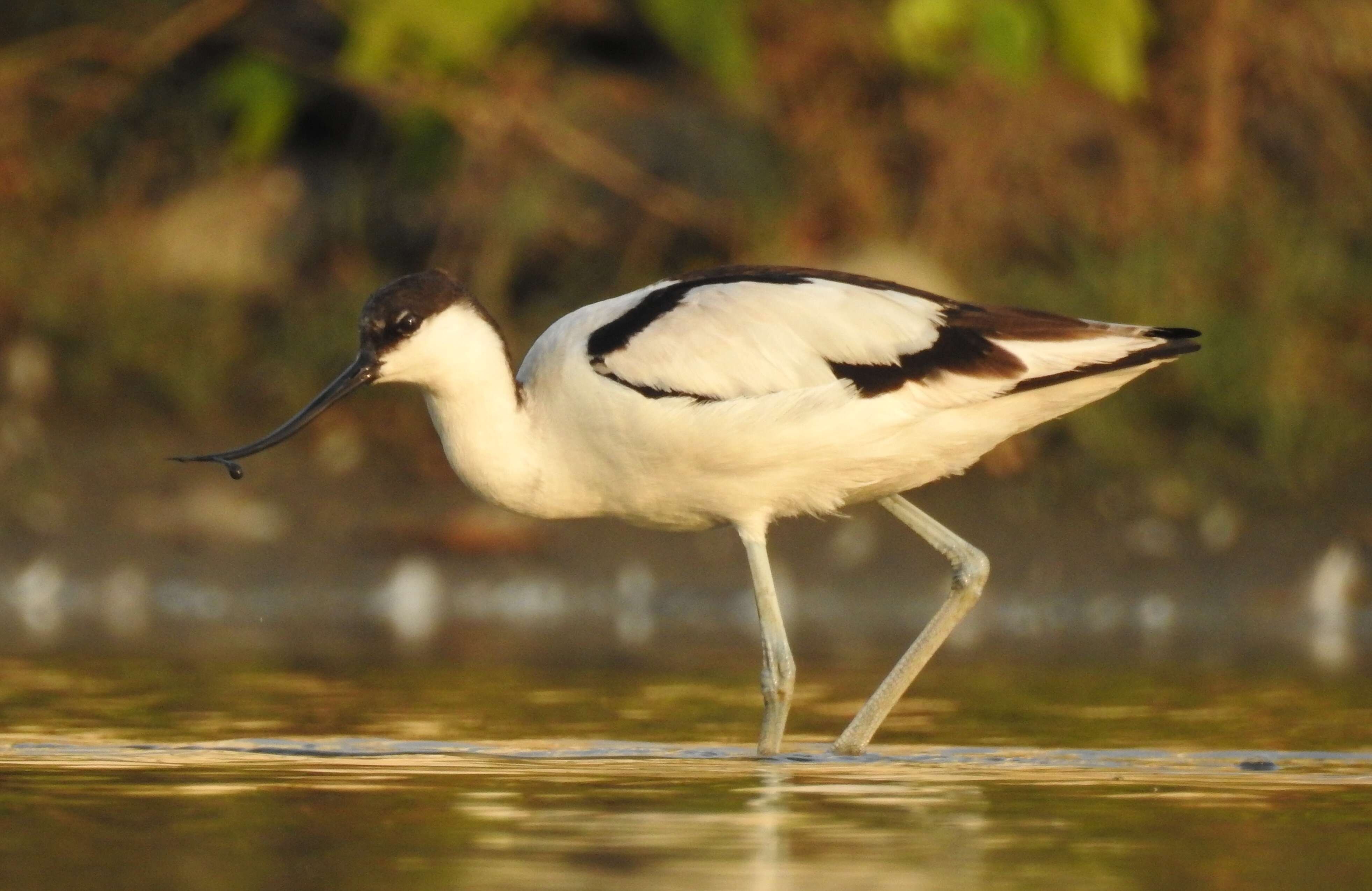 Image of avocet, pied avocet