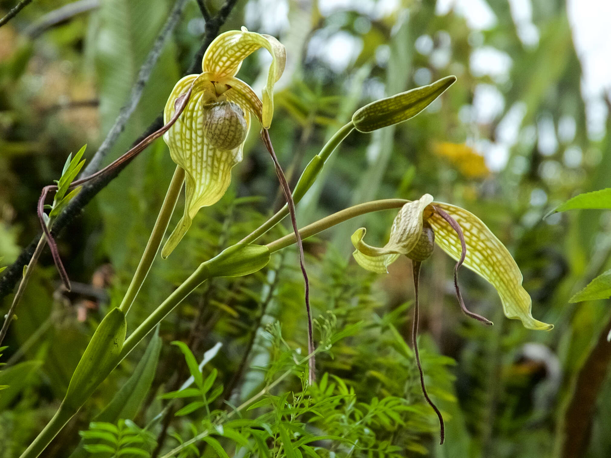 Image de Phragmipedium caudatum (Lindl.) Rolfe