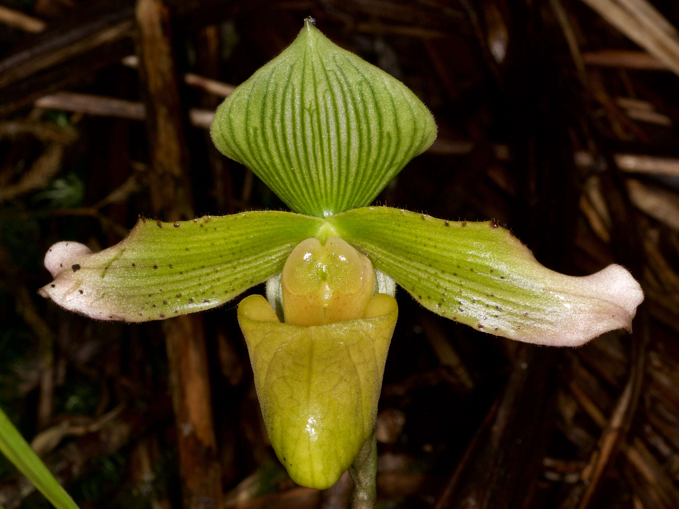 Image de Paphiopedilum javanicum (Reinw. ex Lindl.) Pfitzer