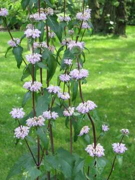 Image of tuberous Jerusalem sage