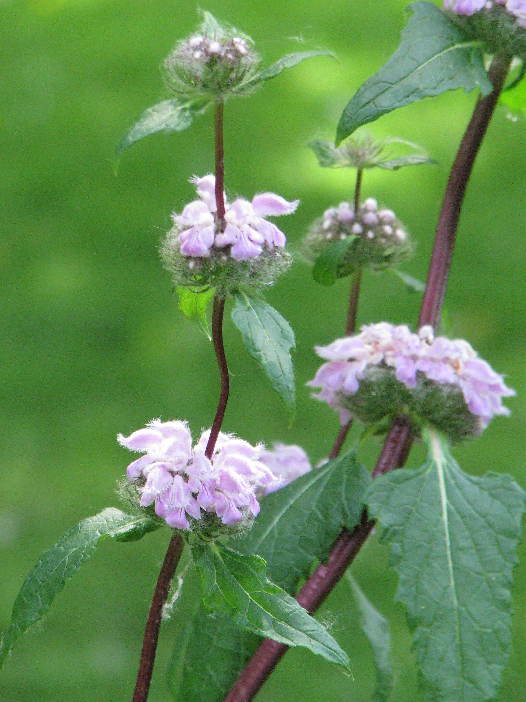 Слика од Phlomoides tuberosa (L.) Moench