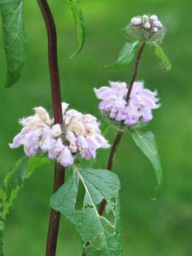 Слика од Phlomoides tuberosa (L.) Moench