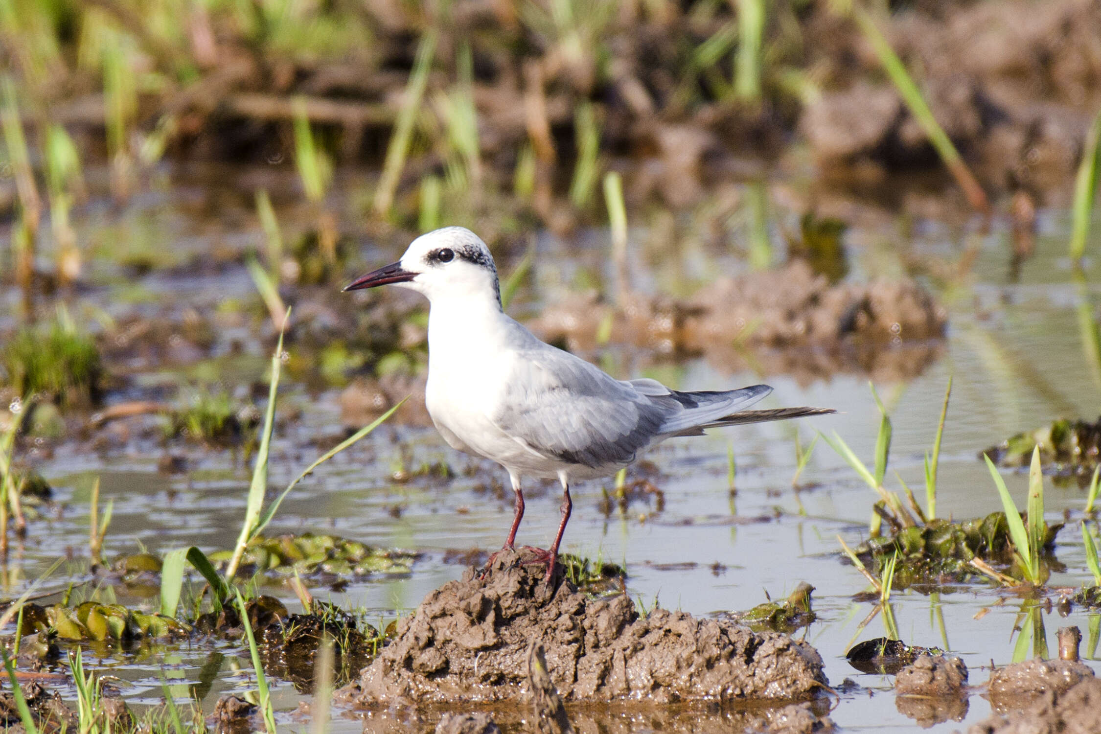 Image of Whiskered Tern