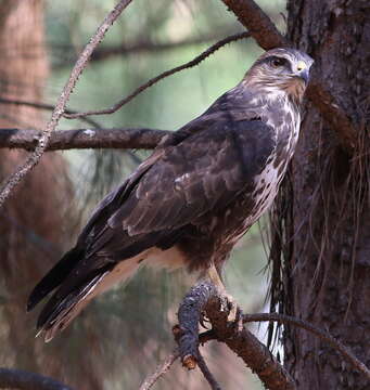 Image of Forest Buzzard