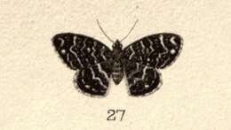 Image of Notoreas ischnocyma Meyrick 1905