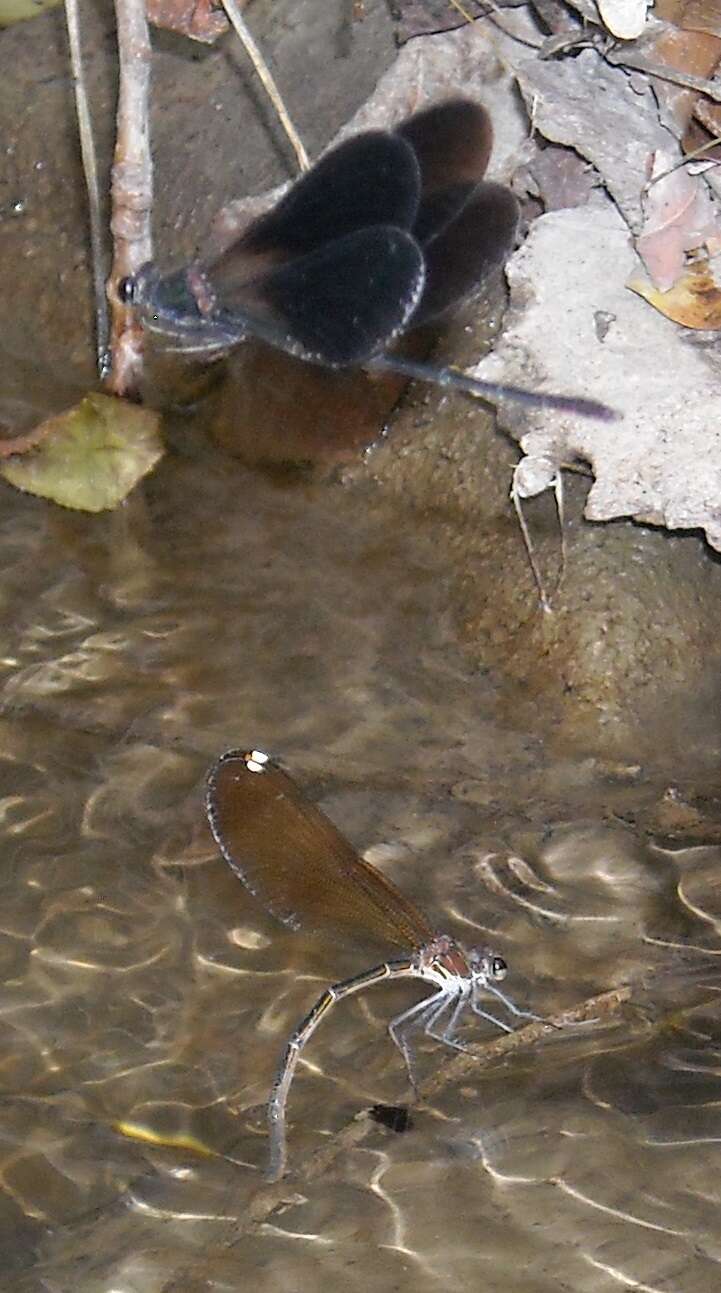 Image of Copper Demoiselle