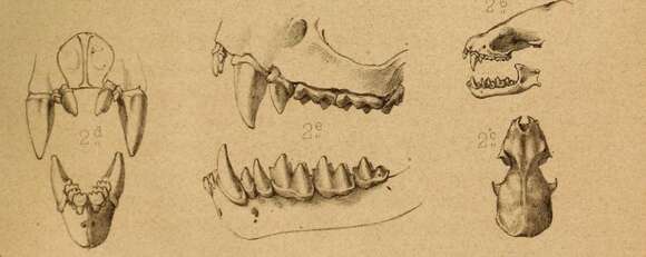 Plancia ëd Histiotus macrotus (Poeppig 1835)