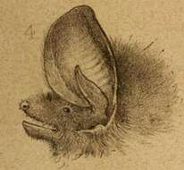 Image of Southern Big-eared Brown Bat