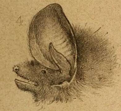 Image of Southern Big-eared Brown Bat