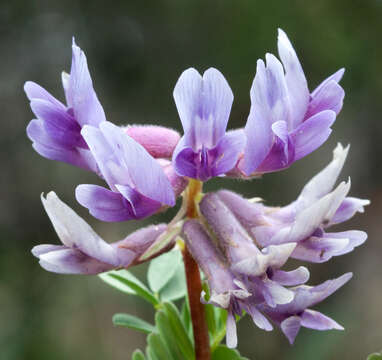 صورة Astragalus bibullatus Barneby & E. L. Bridges