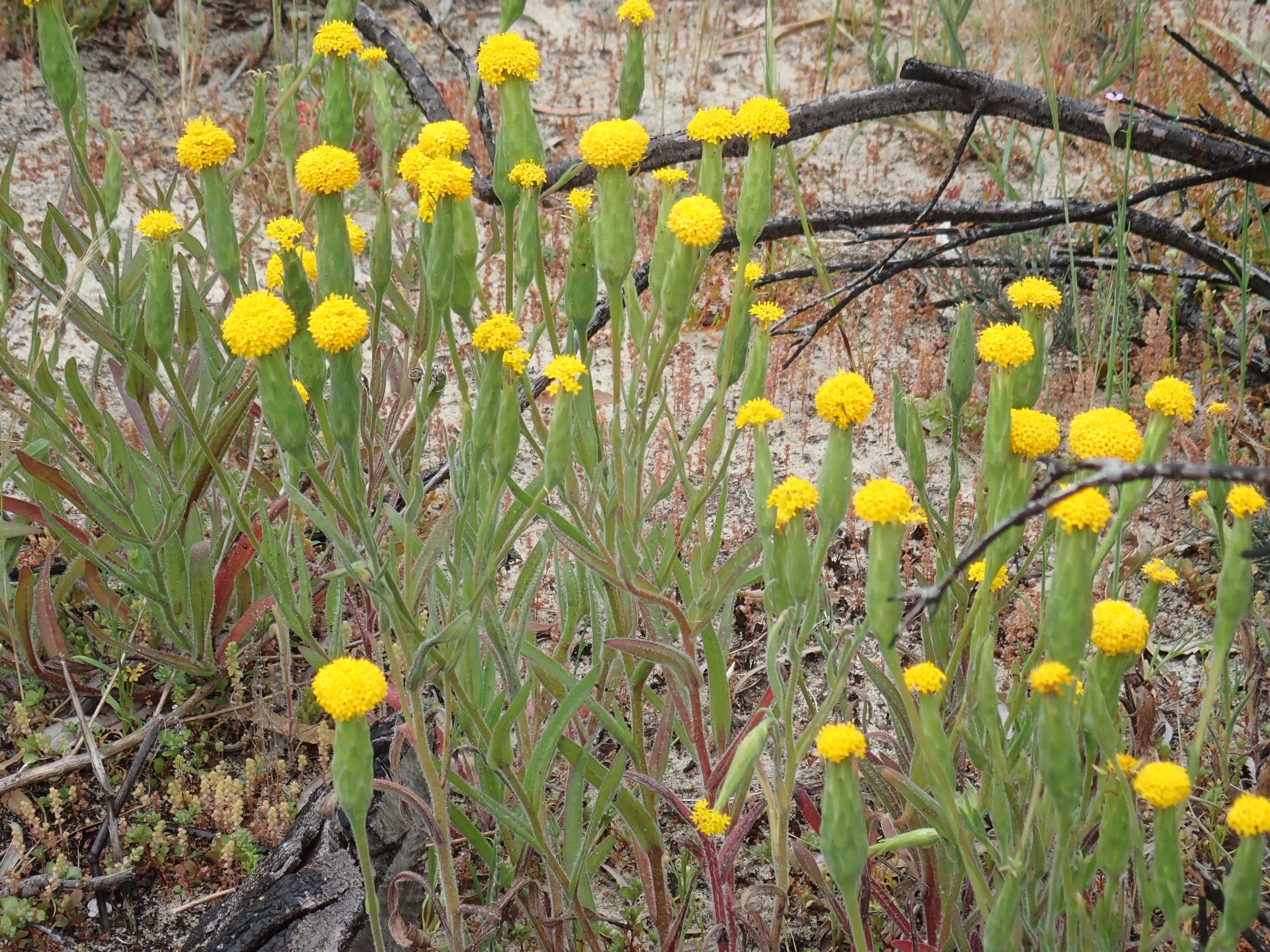 Image of Podotheca gnaphalioides R. Grah.