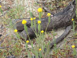 Image of Podotheca gnaphalioides R. Grah.