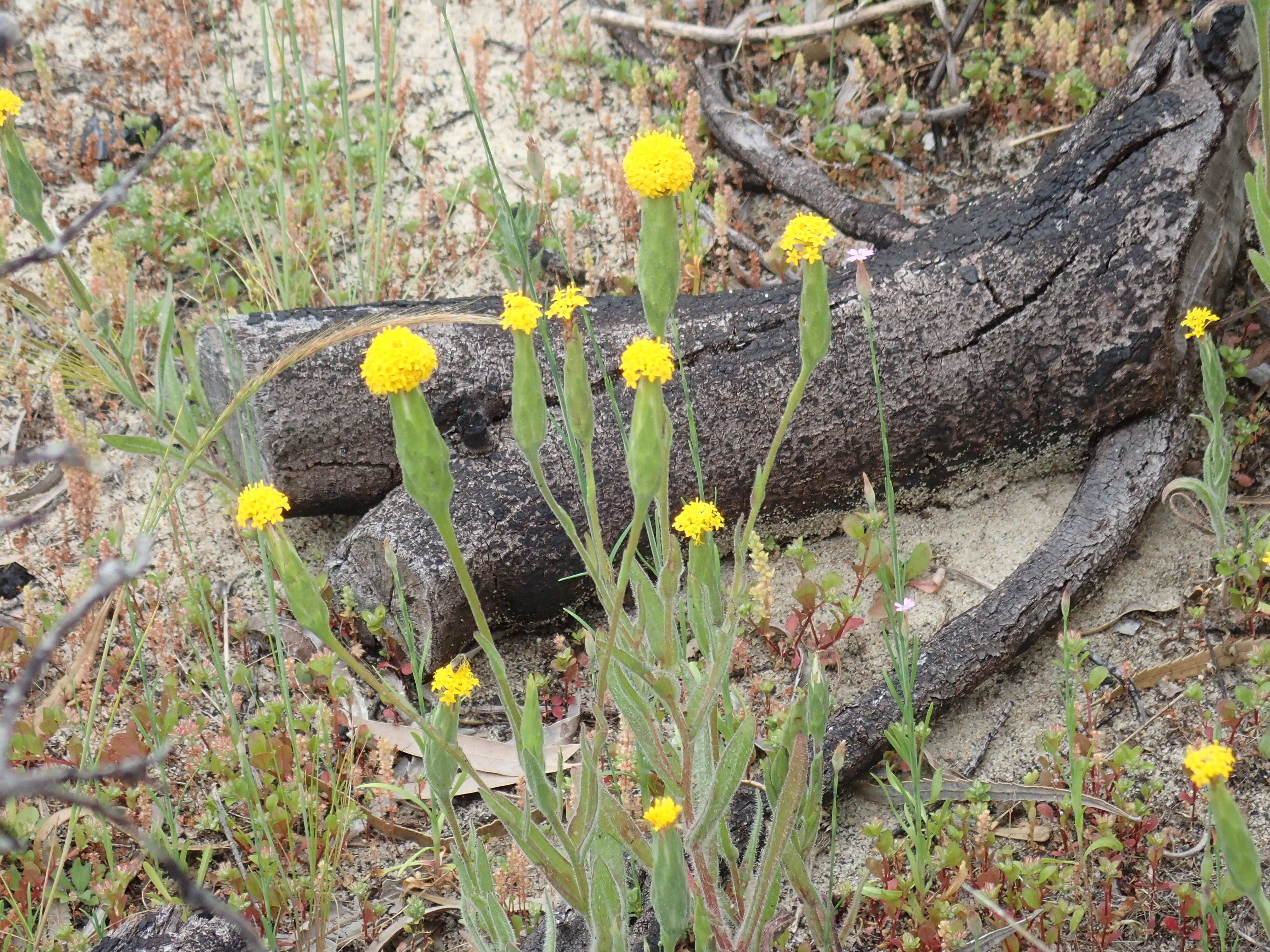 Image of Podotheca gnaphalioides R. Grah.