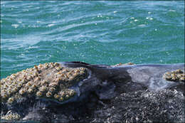 Image of gray whales