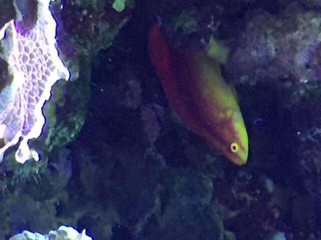 Image of Flame wrasse