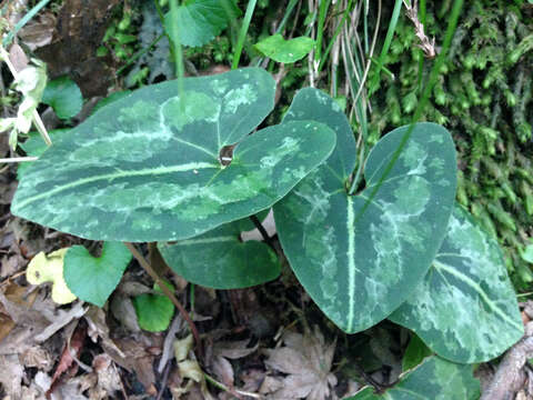 Image of Asarum asperum Maekawa