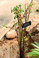 Image of Euphorbia geroldii Rauh