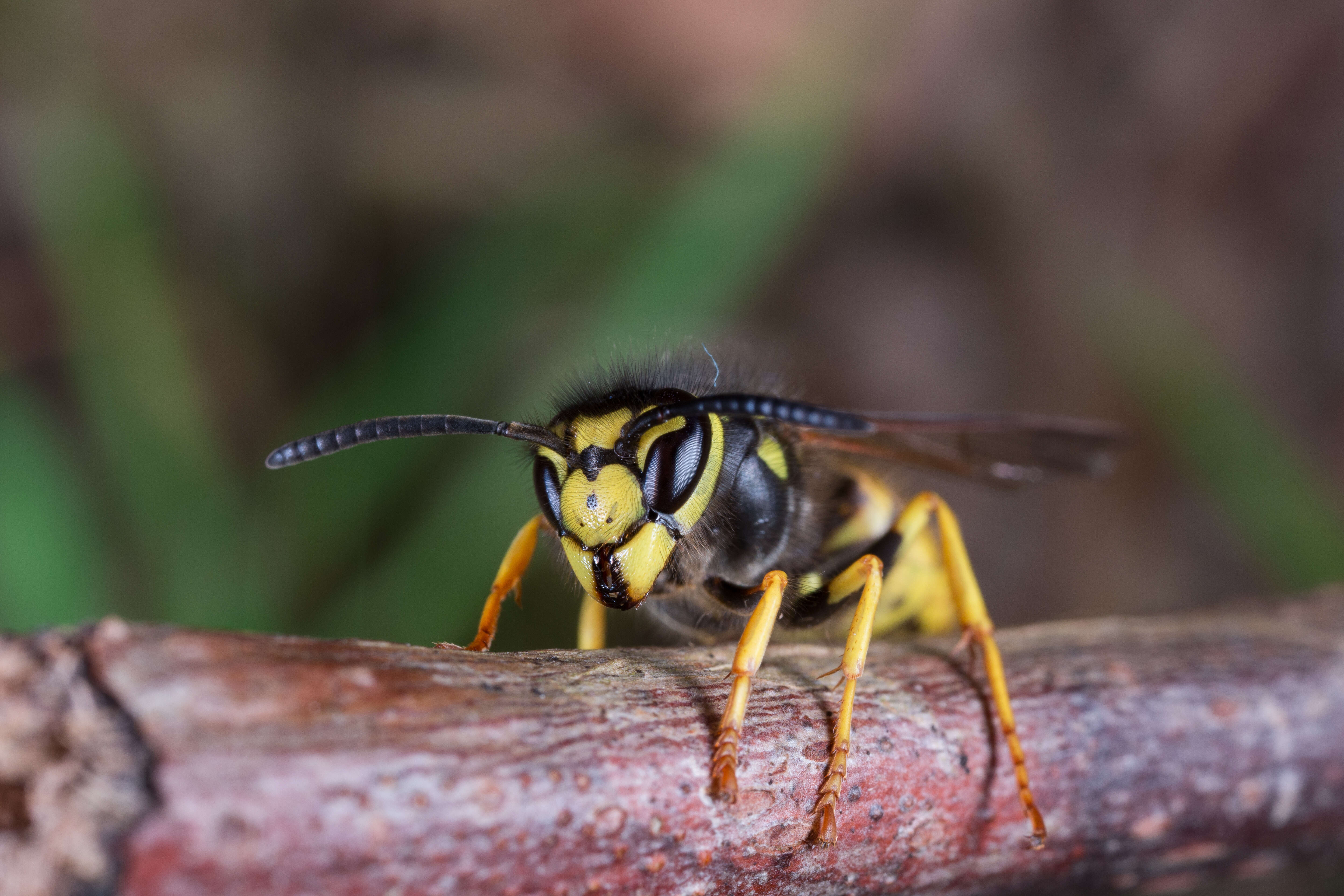 Image of German Wasp