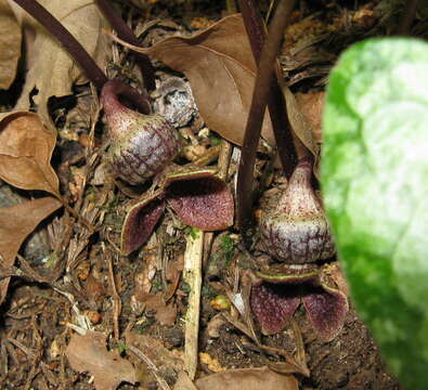 Image of Asarum asperum Maekawa