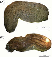 Слика од Stichopus herrmanni Semper 1868