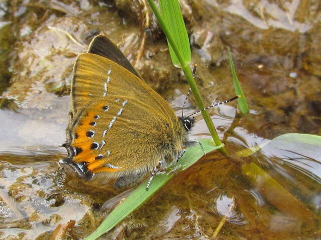 Image of Satyrium pruni