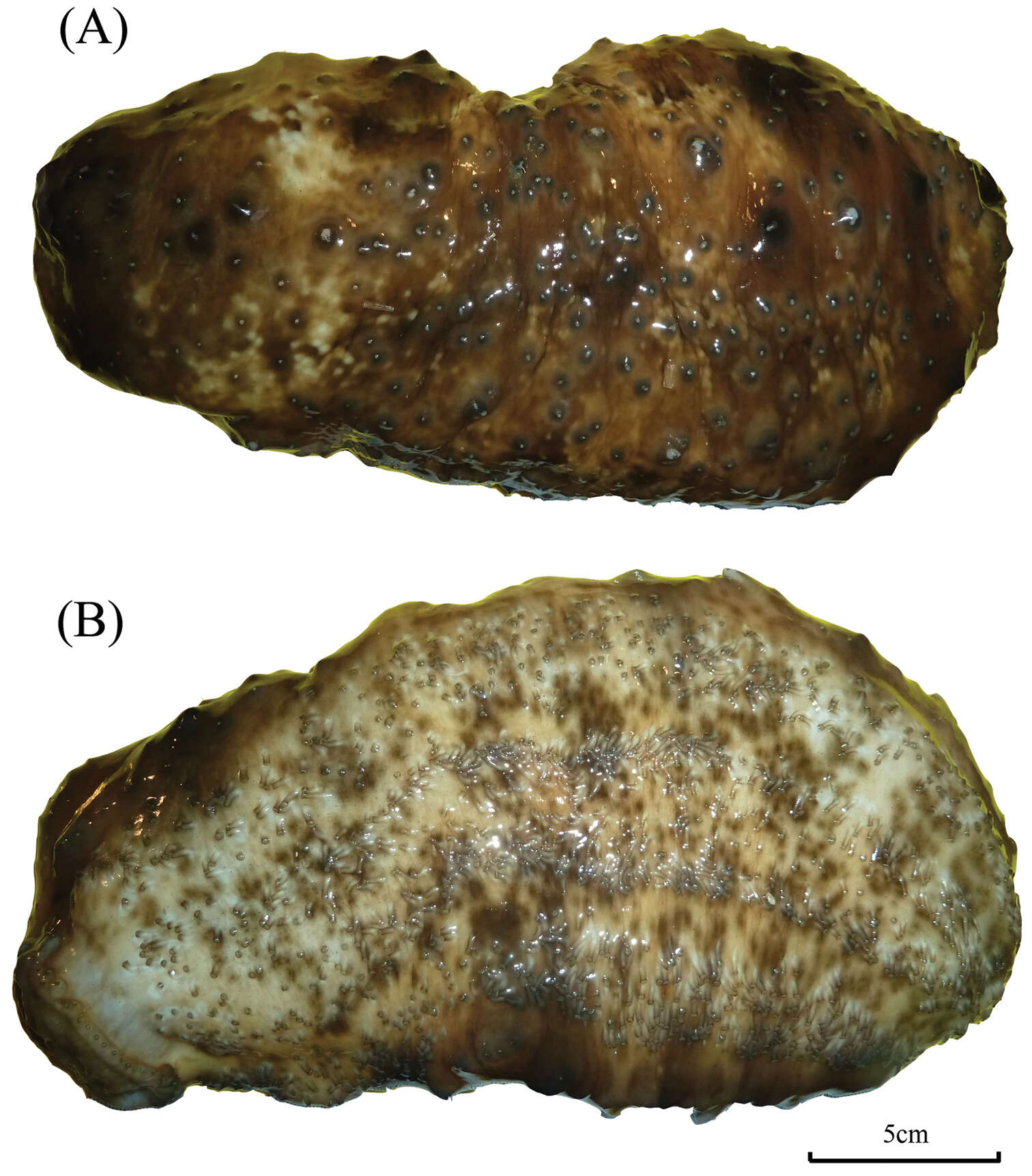 Imagem de Stichopus horrens Selenka 1867