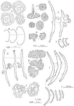 Imagem de Stichopus horrens Selenka 1867