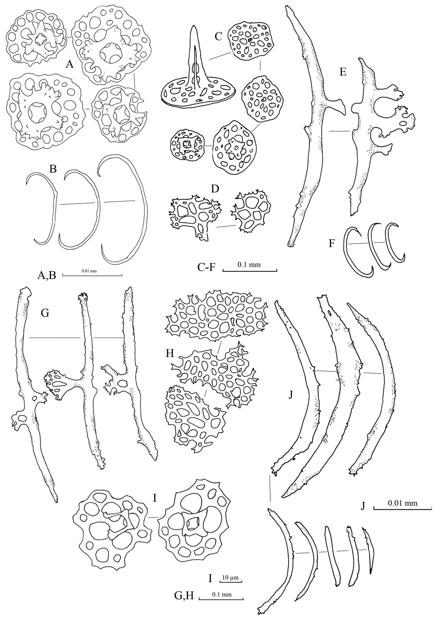 Imagem de Stichopus horrens Selenka 1867