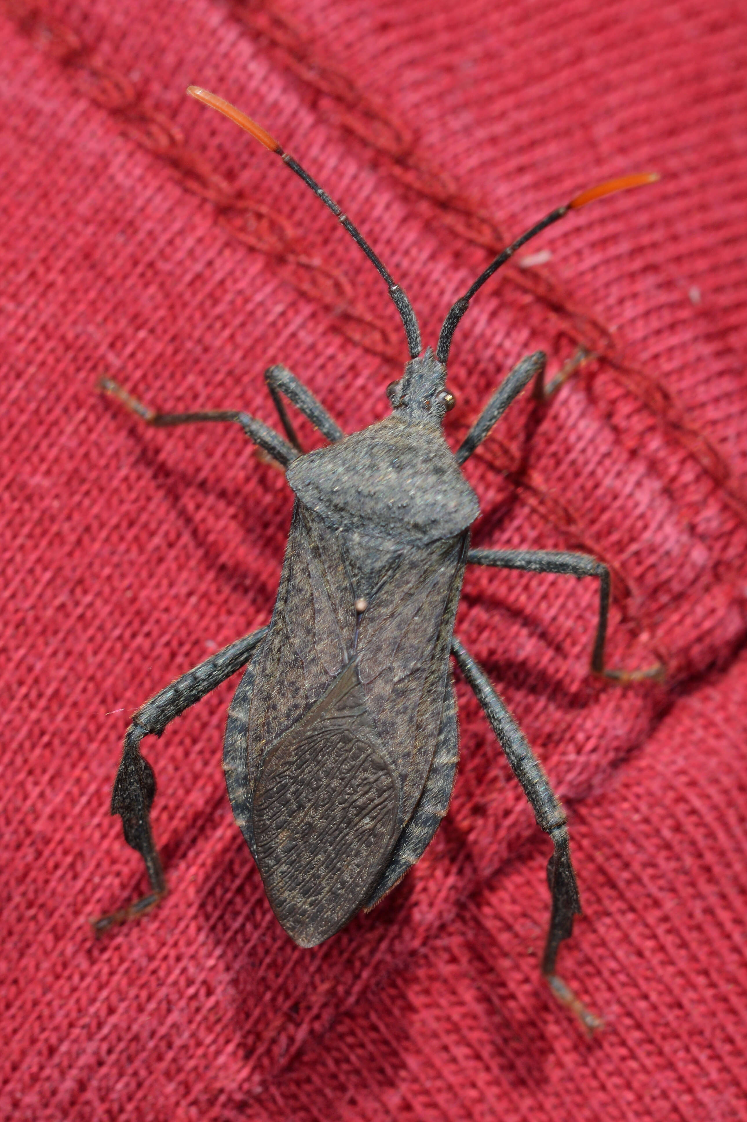 Image of Acanthocephala