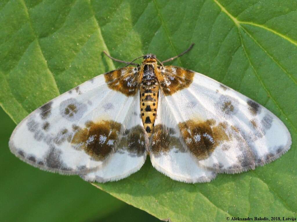 Image of clouded magpie